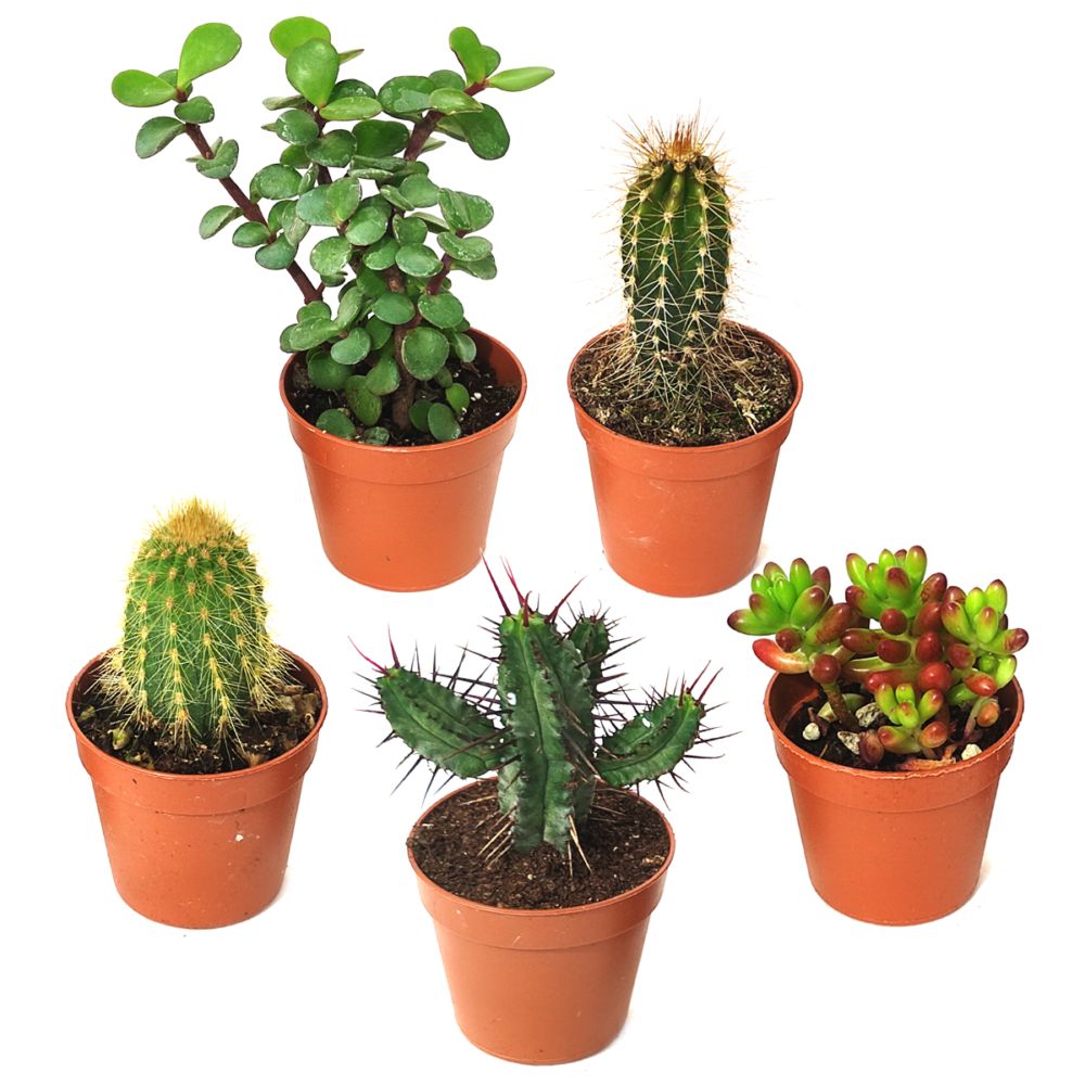 plantes grasses pour extérieur : succulents et cactus de jardin